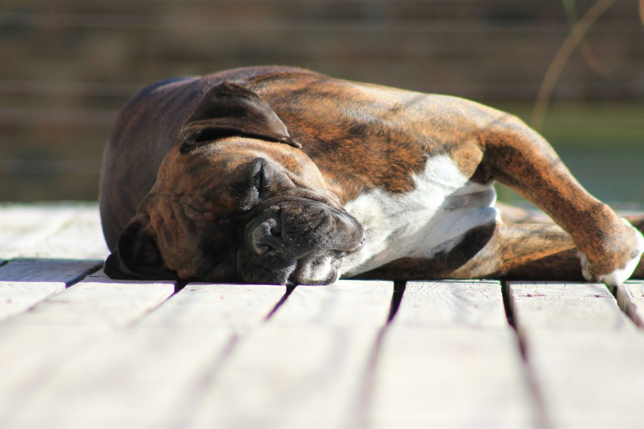 Was die Schlafposition über Deinen Hund verrät Sky &amp; Filou