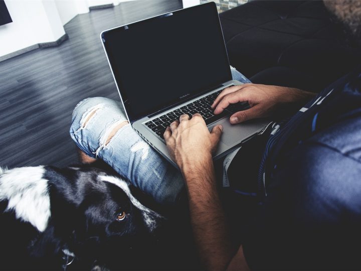 Arbeitstier – So klappt es mit dem Hund im Büro