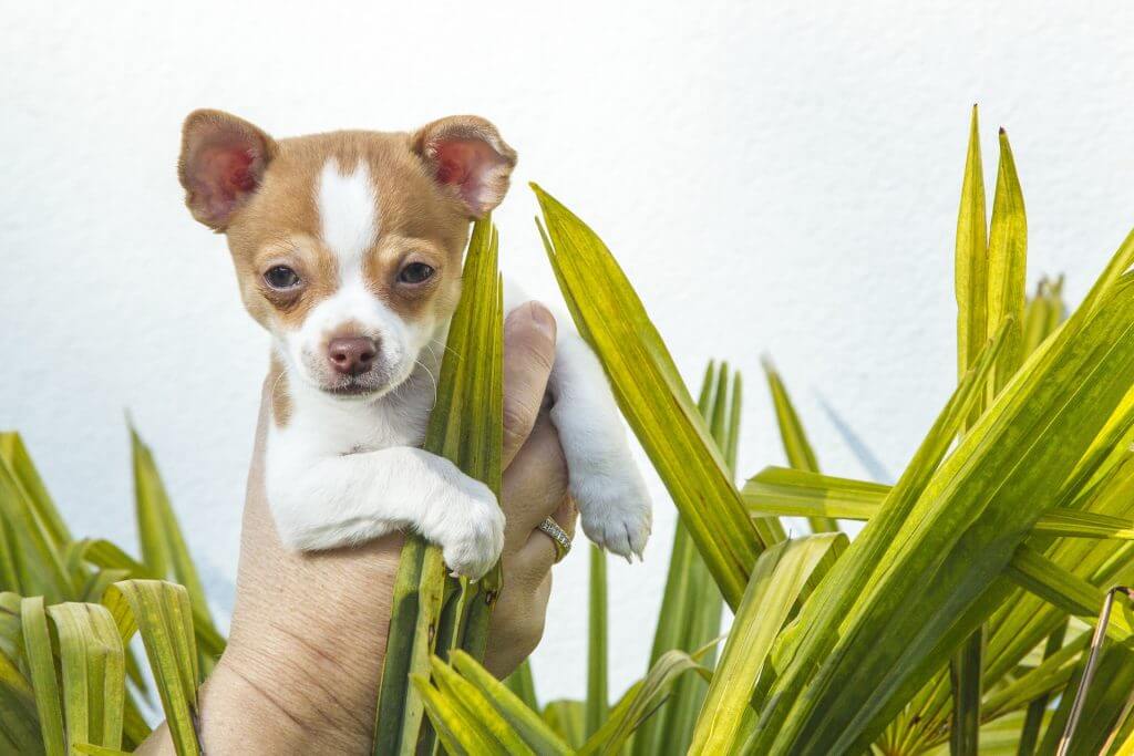 kleinster Hund, Chihuahua